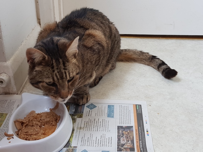 Thug cat part 5 - For he will not do destruction, if he is well-fed, neither will he spit without provocation.