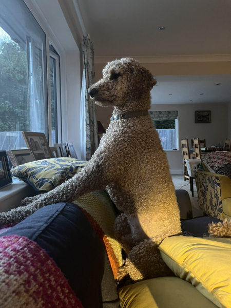 A breed similar in temperament to a labrador… but without the shedding