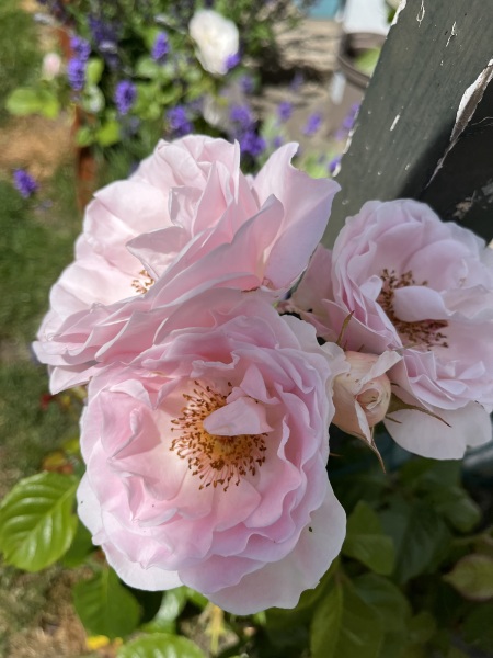 Rose Appreciation Thread