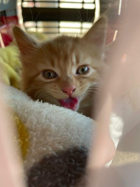 Collecting kitten - what do I need?