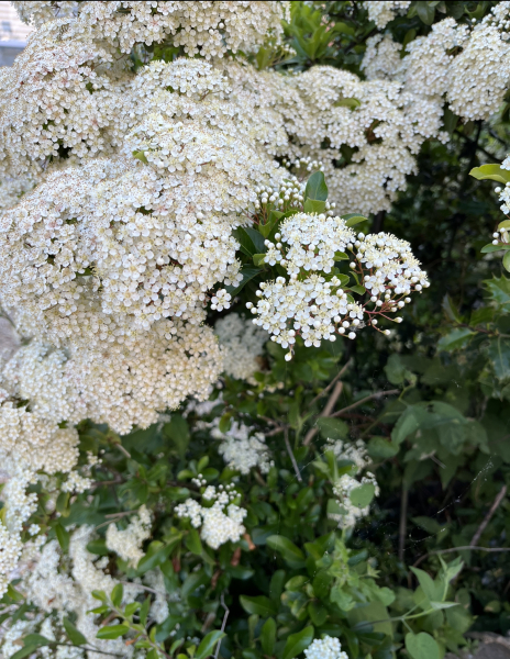 Can anyone identify these plants? 