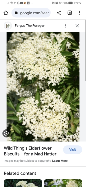 What is this plant?
