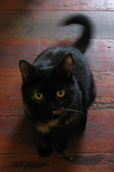 Thread 7 - TalkLair: “In fact it’s an oblate spheroid”