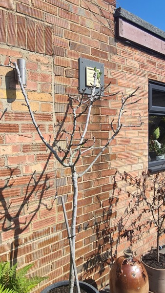 Fig tree