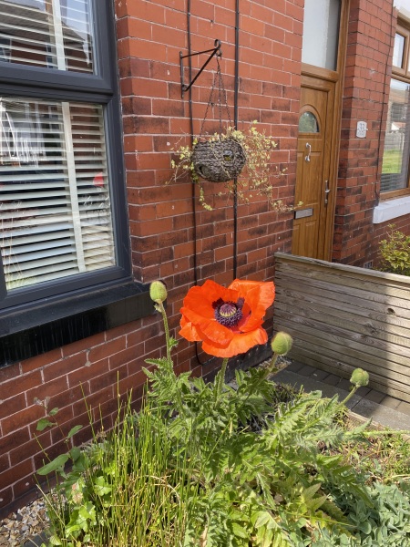 Do you deadhead poppies?