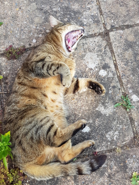 Thug cat part 5 - For he will not do destruction, if he is well-fed, neither will he spit without provocation.