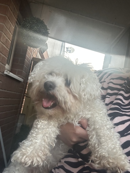 I’ve found a dog 
