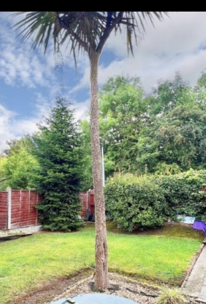 Moving a palm tree