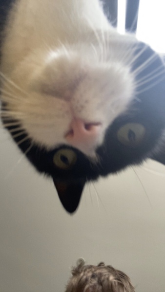 Let's have a happy thread. Show me your kitties.