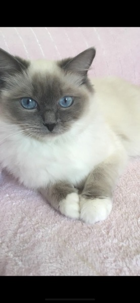 Any cat breeders had a kitten THIS small? 