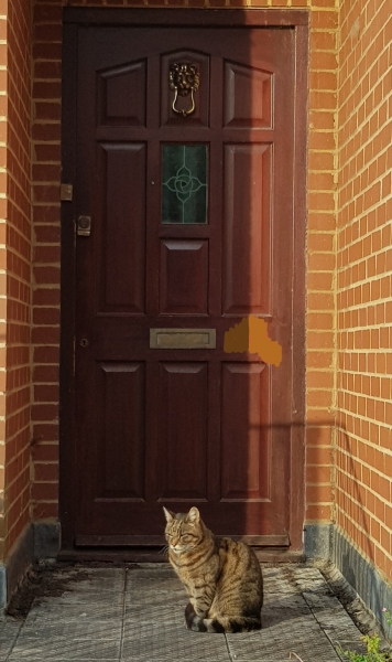 Thug cat part 5 - For he will not do destruction, if he is well-fed, neither will he spit without provocation.