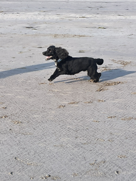 Royal Style and Beauty: Trooping forward - colour glitter and style but more tiaras may take a while..