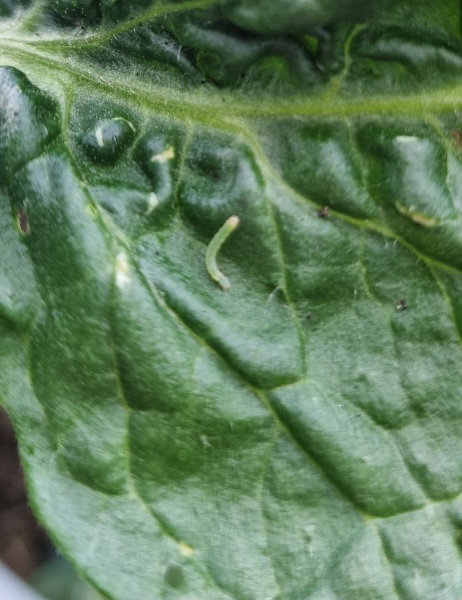 The Vegetable Patch Mark 2