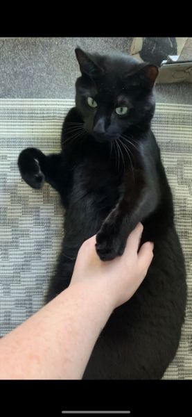 Cats used to be worshiped as Gods...