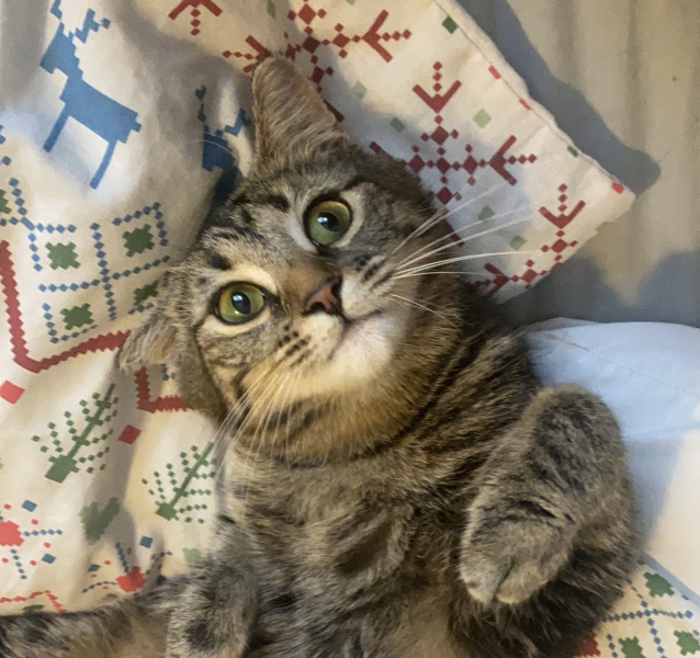 1 year old cat gave birth to kittens -advice please