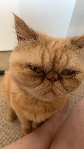 I think Cheddar is feeling better.
