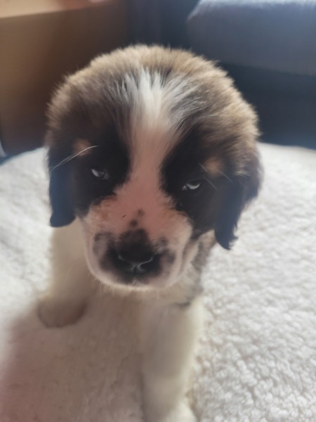 Absolutely no reason for this thread except to show off my gorgeous new pup
