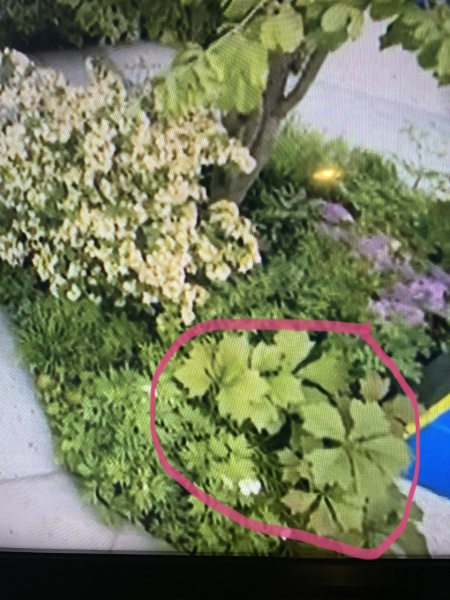 Plant id from RHS Chelsea