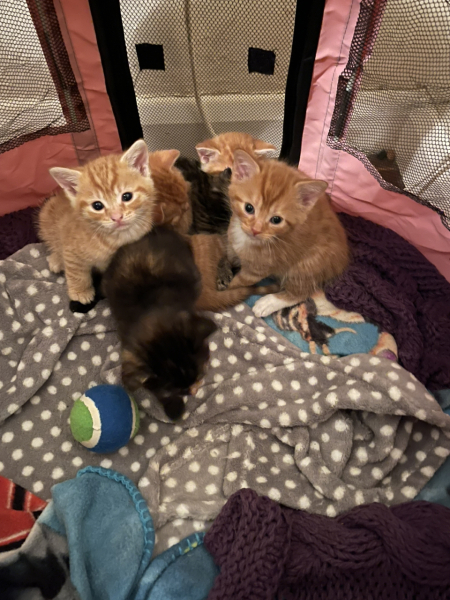 Advice please! Cat close to birth?