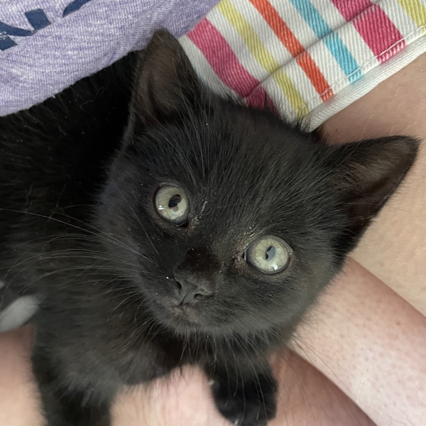 We found a kitten. Tips