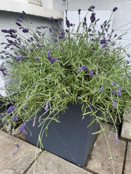 Have I killed killed this lavender by replanting it in June?