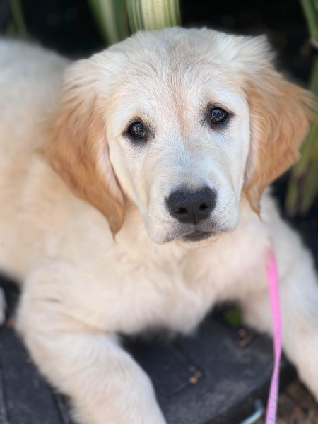 Puppy support group