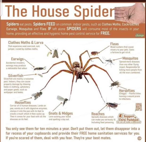 To kill this spider