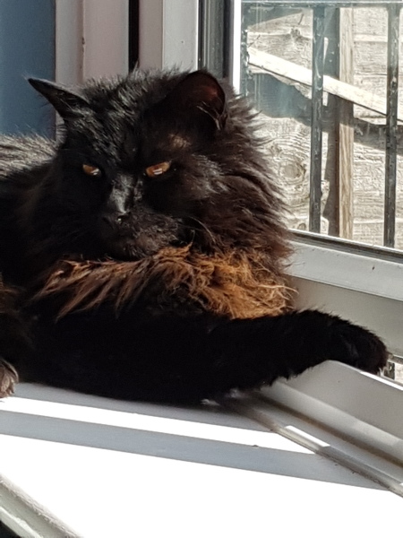 A Very Great Quantity Of Excellent Cats