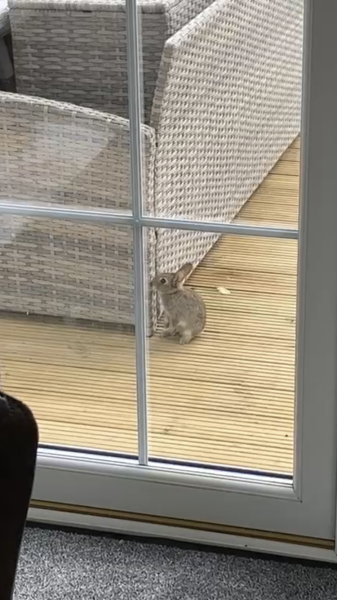 A wild rabbit has moved into my garden… WWYD?