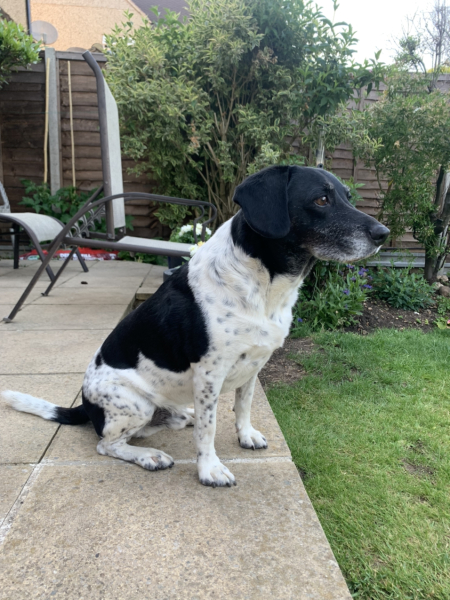 What mix is my dog ( photo included)