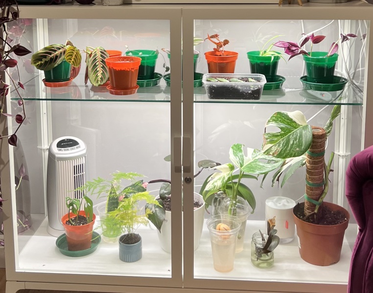 Anyone up for a house plant chat?