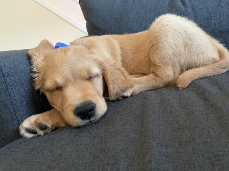 Puppy survival thread part 2