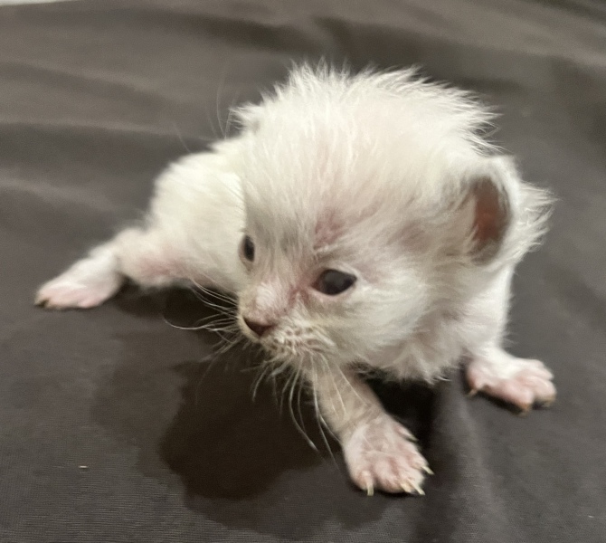 Any cat breeders had a kitten THIS small? 