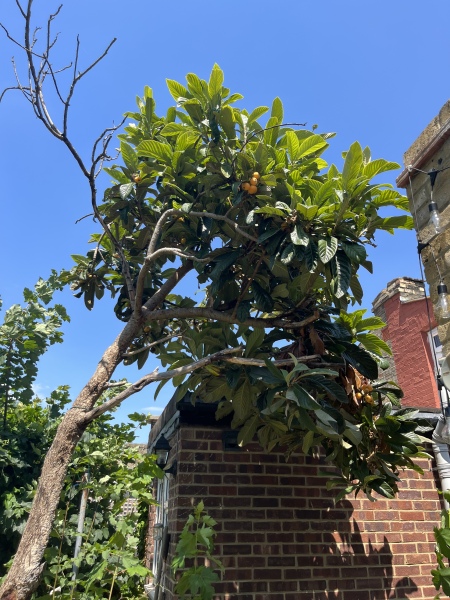 Can anyone ID this fruit? 