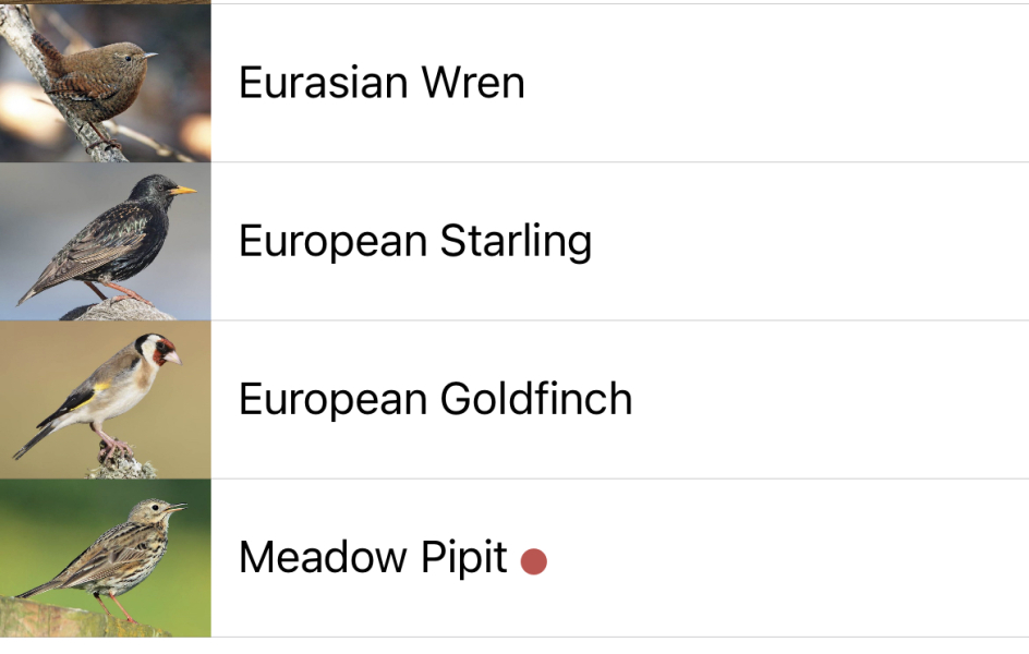 To tell you about the Merlin app - Shazam for birds?