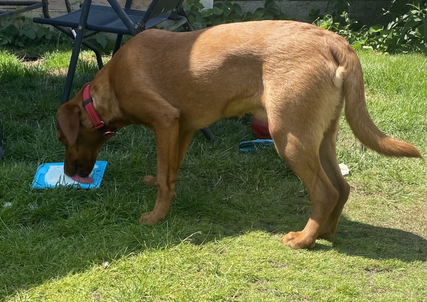 Puppy survival thread part 2