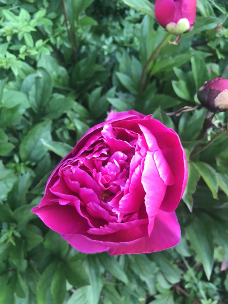 Have your peonies sprouted yet?