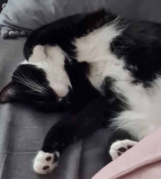 Let's have a happy thread. Show me your kitties.