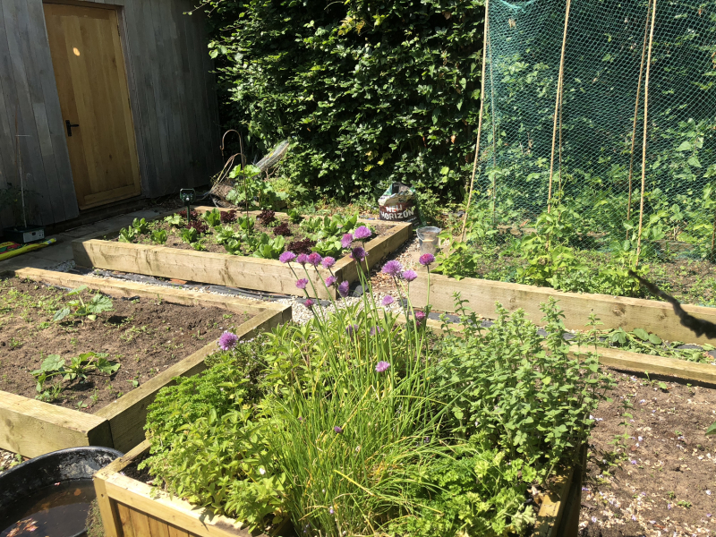 Hardy herbs for an English garden?