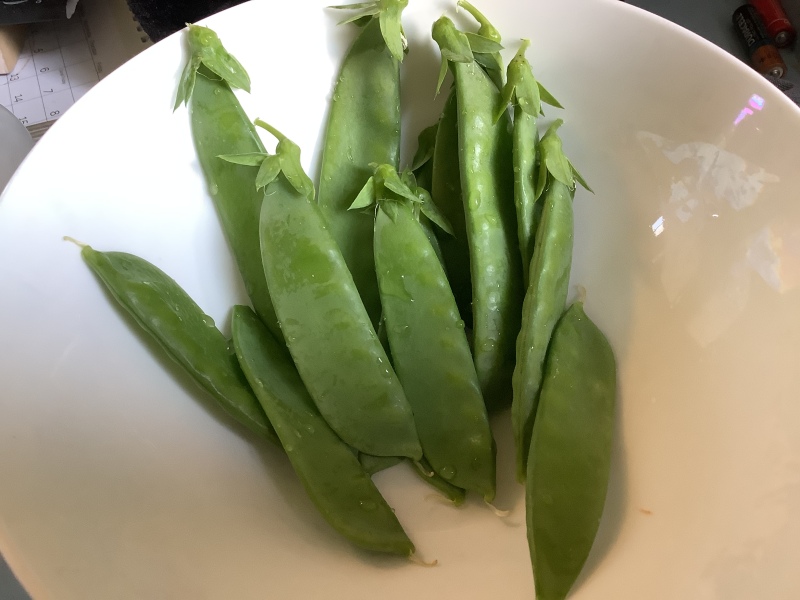 What have you done in the garden today? Part 2