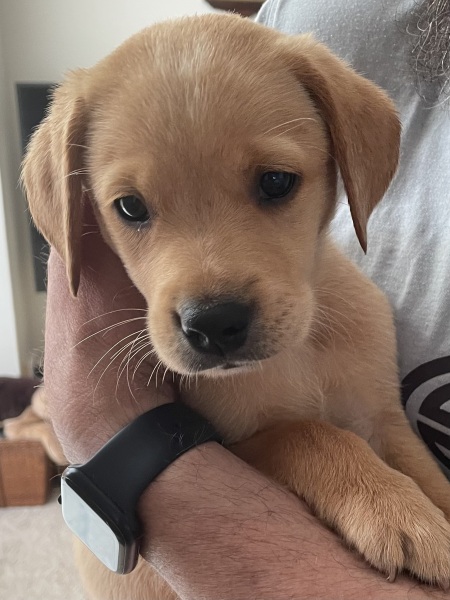 Labrador puppy coming home tomorrow, any advice?