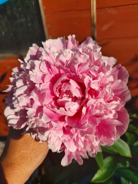 Have your peonies sprouted yet?