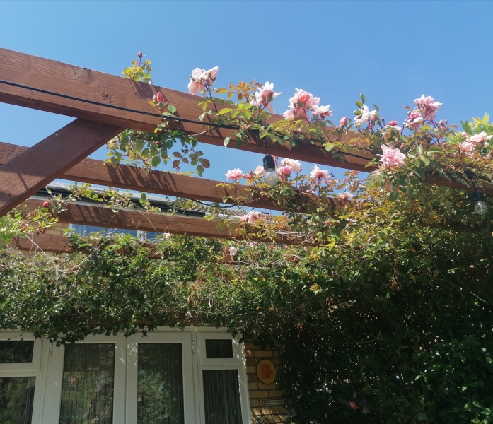 Training a climbing rose round a pillar, are you supposed to do it in one direction and is anybody else’s a sea of stretchy twine?