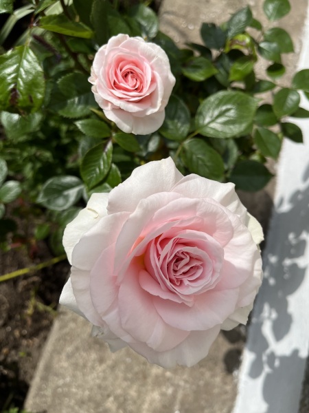 Rose Appreciation Thread