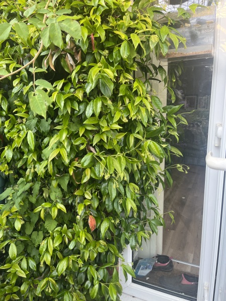 Is this climbing jasmine ok or does it need more water? 🌱 