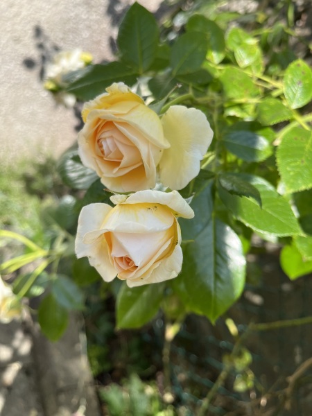 Rose Appreciation Thread