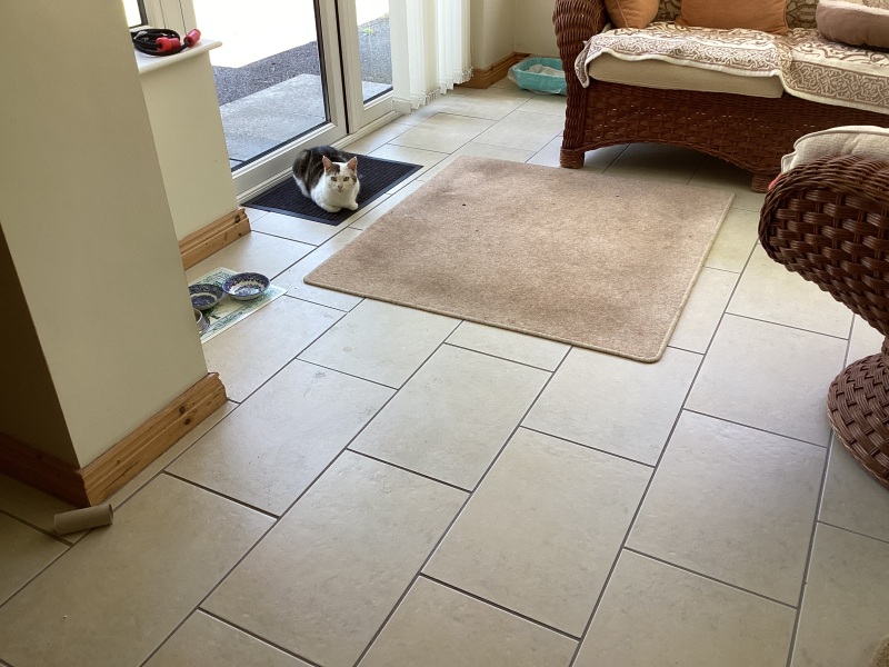 How long did it take for your new cat to come out of hiding?