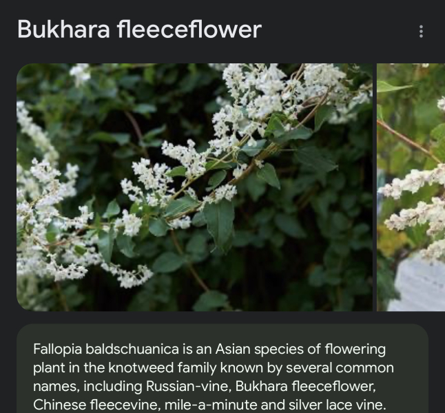 Fastest growing climber?