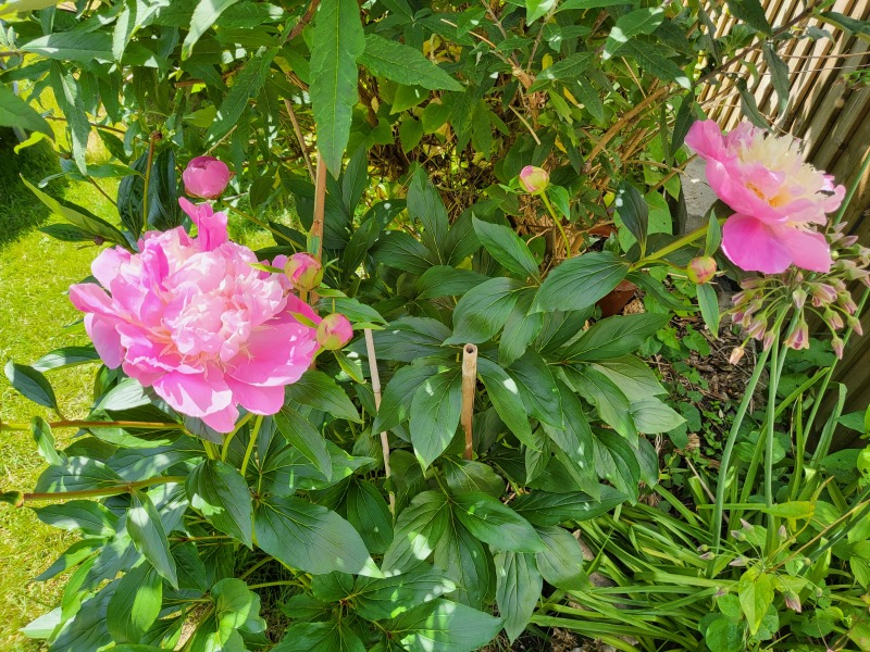 What have you done in the garden today? Part 2