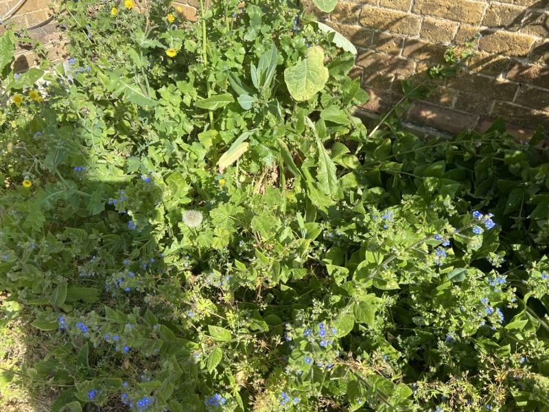 Weeding advice for a novice